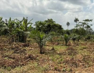 Acres of Oil Palm Trees Farmlands, Asa Ilobi Town Ilaro Road, Onigbedu, Ewekoro, Ogun, Commercial Land for Sale