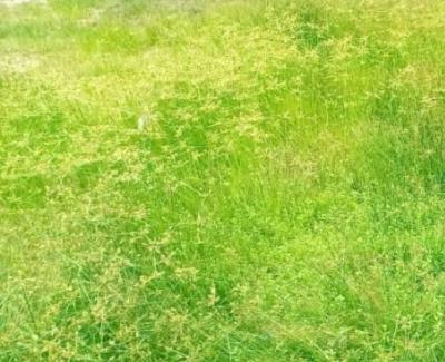 Land Measuring 1,000sqm, Banana Island, Ikoyi, Lagos, Mixed-use Land for Sale