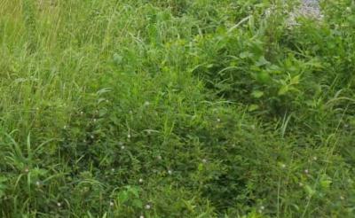 Residential Land Measuring 700sqm, Banana Island, Ikoyi, Lagos, Residential Land for Sale