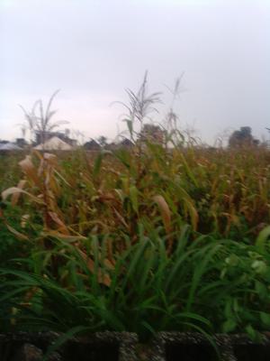 a Superb 2.1 Hectr Land, Games Village, Kaura, Abuja, Games Village, Kaura, Abuja, Residential Land for Sale