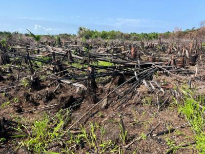 Cocoa Farm Villiage, Cocoa Farm Trees Villiage @ Obafemi Owode Axis,ogun State, Obafemi Owode, Ogun, Commercial Land for Sale
