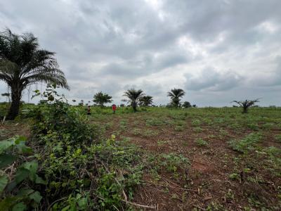 Over 150 Acres of Fertile Farmland Good for Cassava, Tomatoes, Cashew, Abeokuta North, Ogun, Commercial Land for Sale