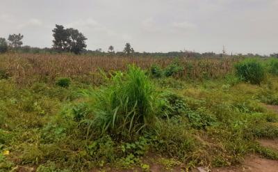C of O Half and Full Plots of Lands in Igbogbo, Ikorodu Lagos, Half, Full and Acres of Lands at Igbogbo, Ikorodu, Lagos, Residential Land for Sale