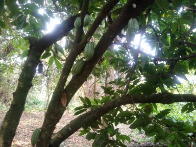 (6 Plots,1 Acre )   120 Cocoa Trees, Cocoa Farm City Village, Obafemi Owode, Ogun, Commercial Land for Sale