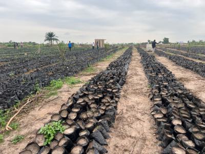 Earn Passively Own a Mini Oil Palm Plantation an Affordable Acre, Ibese, Ewekoro, Ogun, Commercial Land for Sale