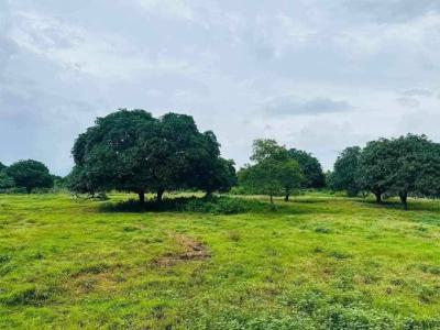 Farmland for Mango and Guava, Obada Oko, Abeokuta South, Ogun, Land for Sale