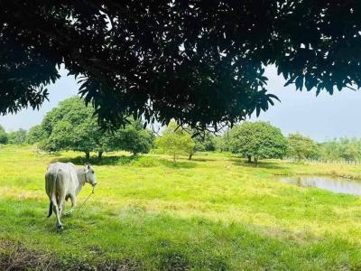 Farmland with Registered Survey Document, Ewekoro, Ogun, Land for Sale