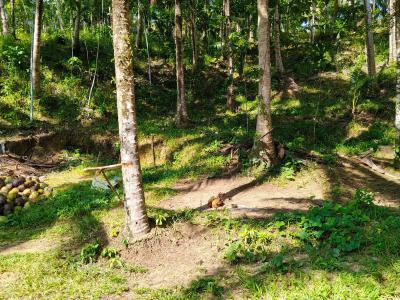 Farmland in a Very Fertile Land, Obada Oko, Abeokuta South, Ogun, Residential Land for Sale