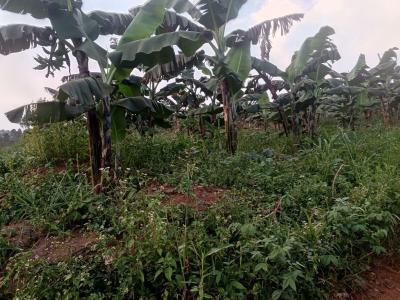 Banana Farmland with Good Documents, Ifo, Ogun, Land for Sale