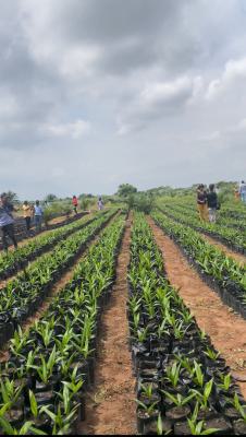 Own an Agro Palm Oil Plantation, Ewekoro, Abeokuta North, Ogun, Industrial Land for Sale