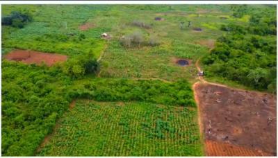 Own a 2.5m Acre and 6.250m Hectares of Oil Palm Plantation, Yews,north Ogun State, Abeokuta North, Ogun, Industrial Land for Sale