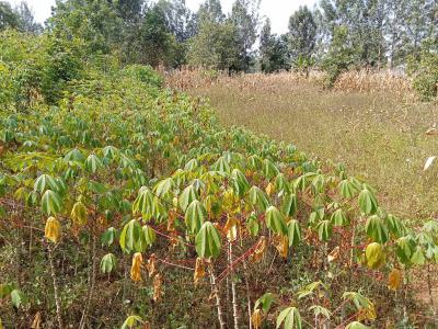 Residential Estate Land, Adekunle, Yaba, Lagos, Residential Land for Sale