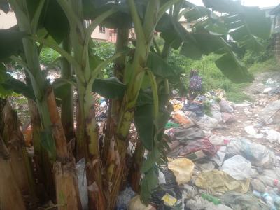 Virgin Land Full Plot Labak Estate  Cofo, Labak Estate, Oko-oba, Agege, Lagos, Residential Land for Sale