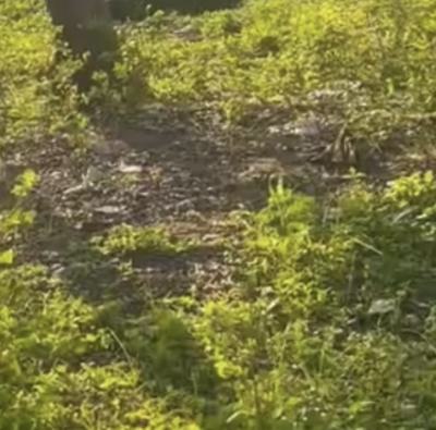 a Standard Half Plot Land, Soluyi, Gbagada, Lagos, Mixed-use Land for Sale