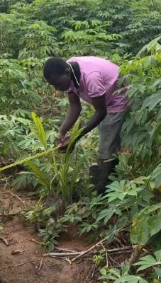 Own an Oil Palm Plantation, Yewa North, Abeokuta North, Ogun, Industrial Land for Sale