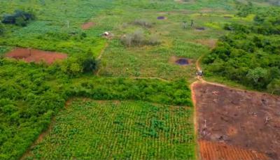 Own an 8m Hectare Agro Palm Oil Plantation, Abeokuta North, Ogun, Industrial Land for Sale