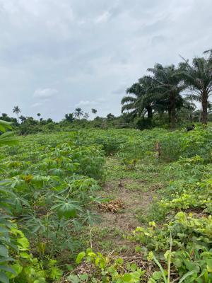 Own an 8m Hectare Agro Palm Oil Plantation, Abeokuta North, Ogun, Industrial Land for Sale