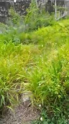 a Dry Land, Fenced and Gated Measuring 600sqm Is Up for Grab, Off Pako Bus-stop, Akoka, Yaba, Lagos, Land for Sale