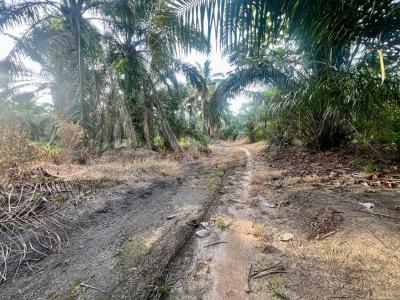 Farmland, Ibadan, Oyo, Land for Sale