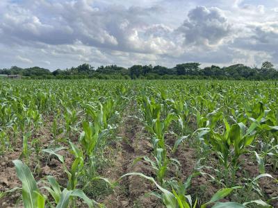 Corn Farmland, Eruwa, Ibarapa East, Oyo, Land for Sale