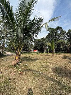 Oil Palm Farm, Obada Oko, Abeokuta South, Ogun, Land for Sale