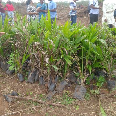 Affordable (c of O) Farm Land+ Free 60 Palmtrees+ Free Planting, Abeokuta North, Ogun, Commercial Land for Sale