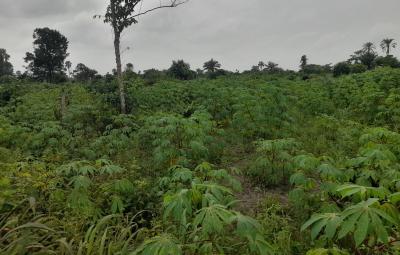 Plots and Acres of Farmlands, Obehie, Ukwa, Abia, Mixed-use Land for Sale