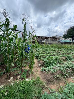Excellent Location for High / Medium Density Residential Housing, Adjacent Ics School Near Airport Junction, Jabi, Abuja, Residential Land for Sale