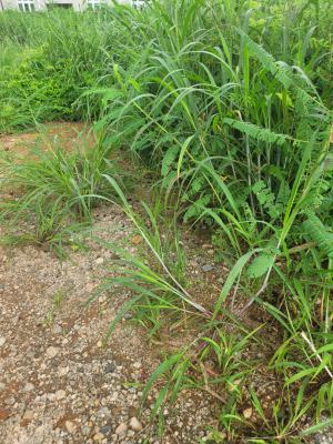 1.2ha Premium Wuye Jv, Aliyu Mustapha Blvd, Wuye, Abuja, Residential Land Joint Venture