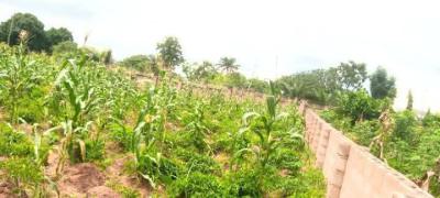 Farm Land for Maize, Cassava and Plantation, Kuje, Abuja, Commercial Land for Sale