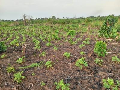 Affordable Farmland Good for Agriculture, Green Wealth Farm Isiwo After Epe Toll Gate, Epe, Lagos, Mixed-use Land for Sale