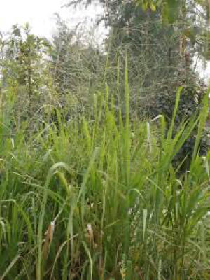 Prime Ikoyi Land Parcel on Offer, Norman Williams Street, Ikoyi, Lagos, Land for Sale