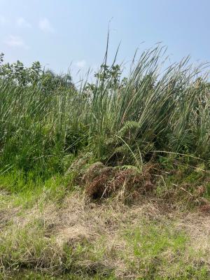 2plot of Dry Land, University View Estate Opposite Lagos Business School, Sangotedo, Ajah, Lagos, Residential Land for Sale
