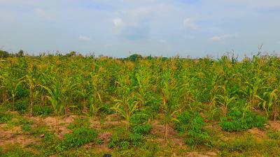 Acres and Hectares of Farm Land, Ado-awaye, Iseyin, Ibadan, Oyo, Land for Sale