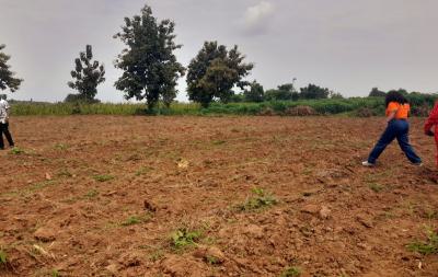 Acres of Cocoa Farmlands at Ado-awaye, Iseyin, Ibadan, Oyo State, Ado-awaye, Iseyin, Ibadan, Oyo, Land for Sale