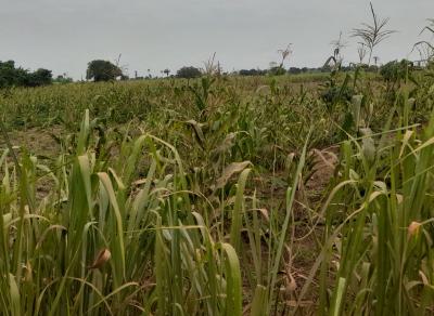 Cocoa Farm Lands: Acres and Hectares Available at Aiyetoro, Abeokuta, Aiyetoro Town, Abeokuta North, Ogun, Land for Sale