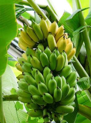 Ikoyi Banana Island Residential Land, Ikoyi, Banana Island, Ikoyi, Lagos, Residential Land for Sale