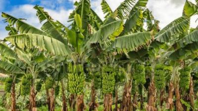 Ikoyi Banana Island Residential Land, Ikoyi Banana Island Avenue Residential Zone, Banana Island, Ikoyi, Lagos, Residential Land for Sale