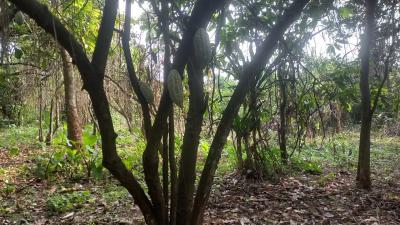 Cocoa Farmland with Over 300% Roi — Owode Road Ajebo Community Ogun State, Obafemi Owode, Ogun