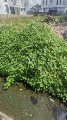 a Parcel of Land Measuring 1538sqm with Over 1000sqm Set Back., Beside Gbagi Market, New Ife Road, Ibadan, Oyo State., Ibadan, Oyo, Commercial Land for Sale