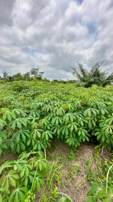 Own an Affordable Fertile Farmland Without Breaking The Bank, Earn Massively From Agriculture , Close to Funaab , Alabata, Abeokuta South, Ogun, Mixed-use Land for Sale