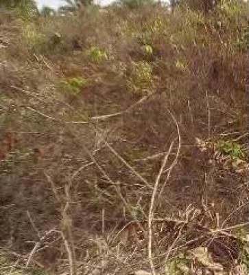 1100sqm of Land, Egan Alapa Village,  Behind The Monastery, Sangotedo, Ajah, Lagos, Land for Sale