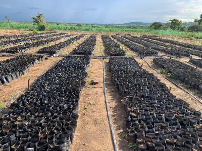 Palm City Estate Phase 2  Strong Yield Potential, Most Secured and Reliable Agro Investment Ogbomosho, Ogbomosho North, Oyo, Commercial Land for Sale