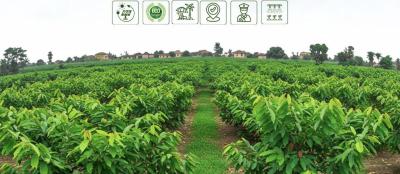 1 Acre of Farm Land, Abeokuta Ogun State, Abeokuta South, Ogun, Industrial Land for Sale