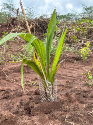 Affordable Oil Palm Farm Land, Affordable Acres of Oil Palm Farm Land with Palm Trees, Imeko Afon, Ogun, Commercial Land for Sale
