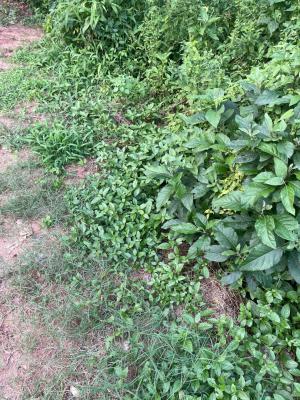 2.7 Hectares of Garden Land, Durumi Abuja, Durumi, Abuja, Commercial Land for Sale