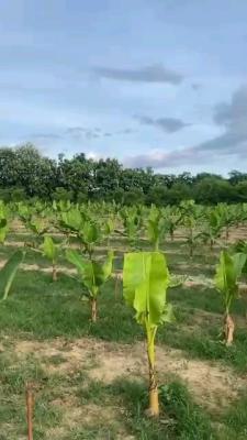 6 Plots of Plantain Farm, Plantain Farm, Ewekoro, Ogun, Land for Sale