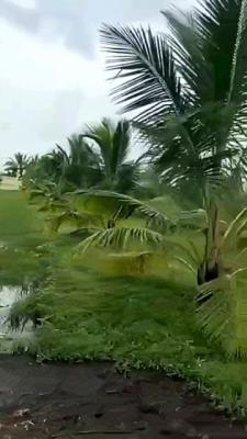 6 Plots of Coconut Farm, Coconut Farm, Ewekoro, Ogun, Land for Sale