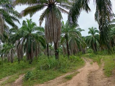 500 Hectares of Farmland with Palm Trees, Ifeolukotun, East, Yagba, Kogi, Commercial Land for Sale