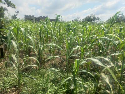 Awesome and Flat Land and Fenced 1233sqm  Is Available, Near Paradise Estate, Kaura, Abuja, Residential Land for Sale